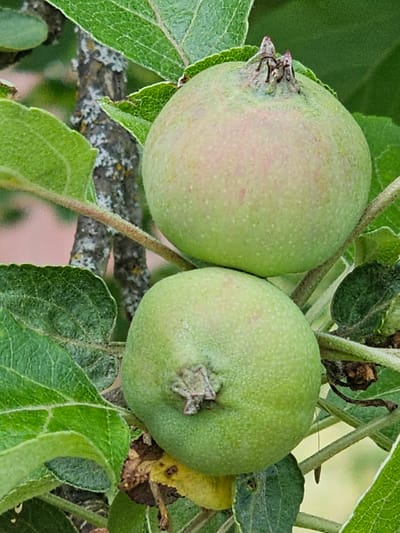 The image shows two immature green apples on a tree branch, surrounded by green leaves. The apples are round with slightly irregular shapes. The upper apple shows remnants of the flower's calyx at its top. The bark of the tree is visible in the background, with patches of lichen on it. The scene is outdoors, with soft, natural lighting. The location is specified as Chukholovo, Russia.