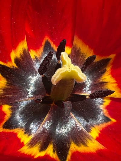 The image is a close-up, overhead shot of the interior of a tulip flower. The outer petals are red, transitioning to yellow near the black interior. The center contains dark brown stamens with visible pollen. A light yellow pistil is centrally located. White powdery substance is seen inside the flower. The location in Choba, Bulgaria is not discernible from the image.