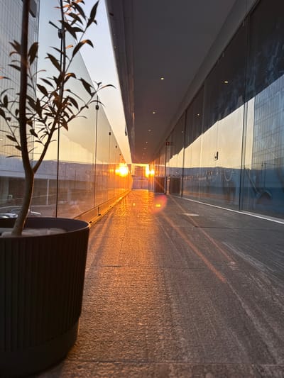 An abstract shot reveals a corridor or walkway bathed in golden sunlight. Glass walls reflect the scene, creating a mirrored effect. A potted plant, seemingly artificial, appears in the foreground. The walkway's surface has a rough texture, contrasting with the smooth glass. The lighting creates strong shadows, highlighting the corridor's depth and architectural details. The photograph is oriented with the plant in the bottom left.