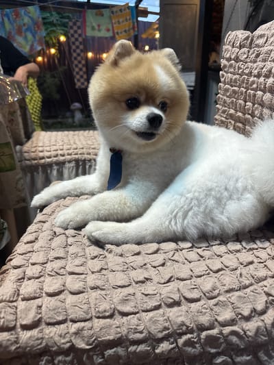 A Pomeranian dog is lying on a textured, beige couch. The dog is mostly white with tan markings on its face and ears. It is wearing a blue ribbon around its neck. The dog's head is turned towards the camera, and its eyes are open. In the background, there are some colorful fabrics hanging, possibly as decorations or artwork. String lights are also visible, casting a warm glow. A person's arm and shoulder are visible in the lower left portion of the image, suggesting the dog might be with its owner. The scene appears to be indoors, possibly in a home or a cozy seating area. The lighting suggests it might be evening or a dimly lit indoor space. The overall mood is relaxed and domestic. There is no visible text in the image.