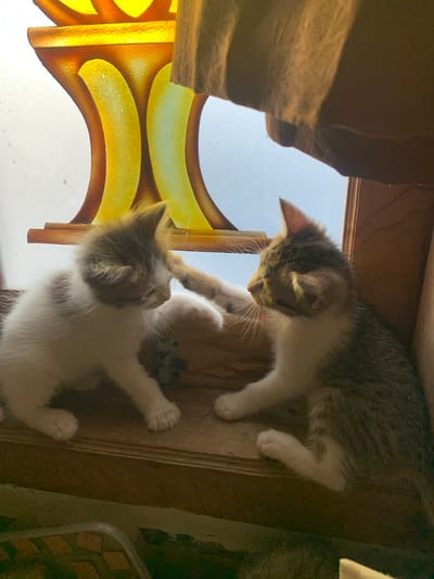 In Tanjungsepreh, Indonesia, two young kittens are captured in an indoor setting. The kitten on the left is predominantly white with grey markings on its head and back. It is actively playing, with its left paw extended towards the other kitten. The kitten on the right, also a mix of white and grey tabby, is facing the first kitten. Its right paw is resting on the surface, while its left paw is raised, mirroring the playful gesture of its companion. They are positioned on a wooden surface with distinct layers or molding. In the background, a brightly colored stained-glass window featuring shades of yellow and orange is visible. The lighting suggests it is daytime, with sunlight filtering through the stained glass, casting warm hues. A textured brown material hangs from above, partially obscuring the top of the scene. The overall environment appears to be a domestic space, possibly a home, with a focus on the playful interaction between the two kittens.
