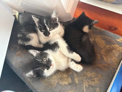 Three black and white kittens are resting on a patterned cushion. The kitten in the front is lying on its back with its legs extended. The kitten behind it is lying on its side, and the third kitten is lying on its back facing away from the camera. The cushion has a dark grey base with a brown floral pattern. In the background, a wooden surface is visible. The scene appears to be indoors, with natural light illuminating the kittens.