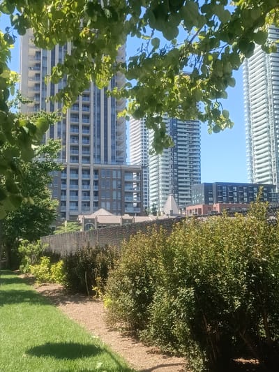 The image depicts a sunny daytime scene in Mississauga, Canada, with a focus on urban architecture and landscaping. In the foreground, a well-maintained lawn casts a shadow from an unseen object, suggesting it is midday. A pathway made of mulch runs alongside a dense line of green bushes and shrubs, with a chain-link fence bordering the far side of the landscaping.
Behind the greenery, several modern high-rise condominium buildings dominate the background. These buildings feature a consistent design of white horizontal accents against a facade of vertical gray panels and numerous balconies with glass railings. The clear blue sky indicates fair weather. Further in the distance, another building with a darker facade and multiple windows is visible. The overall impression is a contemporary urban environment that incorporates green spaces. No people are visible in the frame, and there is no visible text.