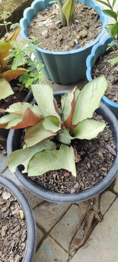 In Langnibong, Indonesia, a close-up shot captures a potted plant with broad, light green leaves, tinged with red along the edges and undersides. The plant is situated in a black, circular plastic pot, filled with dark, earthy soil. Surrounding this pot, other planters are visible, including one with a scalloped blue rim and another dark pot to the left, partially out of frame. The ground beneath is paved with light-colored square tiles, interspersed with fallen brown leaves. The scene suggests an outdoor garden setting.