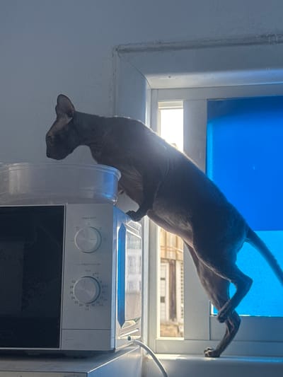 A mostly hairless cat is perched precariously on top of a microwave oven, attempting to climb through a window. The cat's hind legs are extended, reaching for the window frame, while its front paws rest on the microwave. The microwave, which has Hebrew writing on its control panel, sits on a white surface, possibly a countertop. The window is divided into sections, with a blue translucent screen partially covering the upper section. Outside the window, a blurred urban scene can be glimpsed. Based on the Hebrew writing on the microwave, the image was likely taken in Israel. Based on the writing on the microwave, this is likely in Ramat Gan.