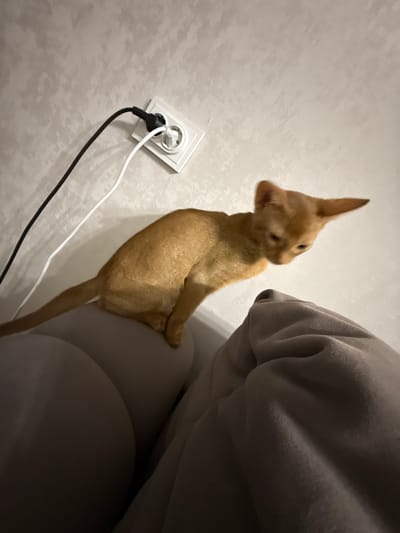 An orange Abyssinian kitten is perched on a gray fabric surface, possibly a couch or bed, looking downwards. In the background, a white electrical outlet is mounted on a textured, light-colored wall, with a black and a white power cord plugged into it. The lighting suggests an indoor environment, possibly a home. The kitten's posture indicates curiosity or alertness, and its gaze is directed towards something out of frame below. The overall scene is domestic and casual.