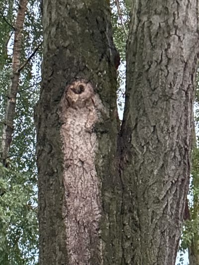 The image shows a close-up, horizontal view of tree bark. Two large branches are visible, one above the other, obscuring much of the background. The bark is rough and textured, with deep crevices and a mottled gray and brown coloration. There is a lighter-colored, elongated patch on the lower branch, which appears to be a healed wound or a distinctive growth on the tree. The lighting suggests it might be daytime, possibly overcast, as there are no strong shadows. In the background, glimpses of green foliage and bright sky peek through the gaps between the branches. The setting appears to be a natural environment, likely a forest or wooded area. No people, text, or specific activities are depicted. Given the provided location context of Nevyansk, Russia, the image captures a natural element within that region.