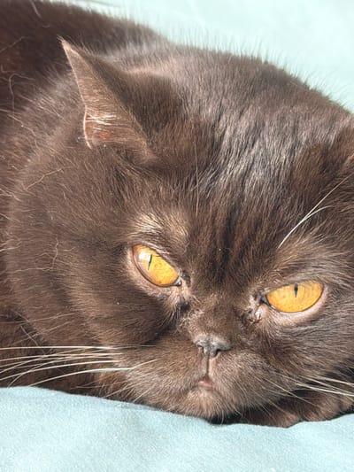 This is a close-up, overhead shot of a brown cat's face. The cat is lying on a light blue fabric surface, possibly a blanket or bed. Its eyes are a striking golden-amber color with vertical pupils, and they are partially closed. The cat's fur is dark brown and appears to be long and fluffy, with some lighter-colored whiskers fanned out around its face. Its nose is a dark color, and it has prominent white whiskers. The lighting suggests it is daytime, likely indoors, given the presence of the fabric. The cat's expression appears relaxed or sleepy. No text is visible in the image. The location context provided is Brest, Belarus, but there are no specific visual cues within the image to confirm this.