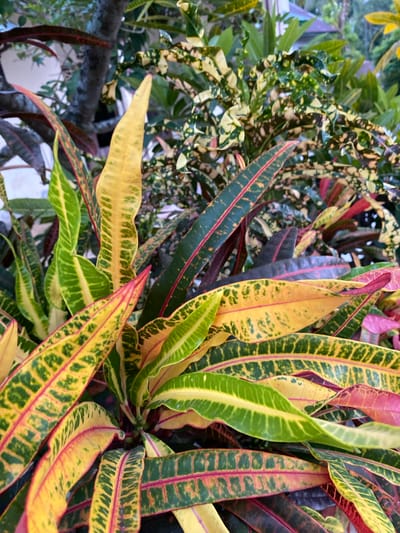 This is a close-up, eye-level, outdoor, full-shot photograph of a croton plant. The plant's leaves are its most prominent feature, displaying a vibrant array of colors including green, yellow, red, and dark purple. The leaves are elongated and lance-shaped, with some showing a ruffled or wavy texture. The variegation on the leaves is intricate, with patterns of green and yellow, often with red veins or margins. The background is blurred, suggesting a shallow depth of field, but hints of other foliage and a tree trunk are visible. The overall impression is one of lush, tropical vegetation. The image was taken in Blangkabu, Indonesia.