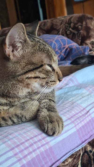 The media file shows a close-up view of a tabby cat sleeping on a bed with a pink and white checkered blanket. The cat is lying on its back, with its eyes closed and paws resting comfortably. The cat's fur is a mix of brown, black, and gray stripes. Its whiskers are long and white, and its ears are pointed. Behind the cat, there are glimpses of other blankets or upholstery with a brown, patterned design and a blue fabric with a diamond pattern. The lighting suggests it might be daytime, and the indoor setting implies a comfortable domestic environment. The cat appears relaxed and content. There is no visible text in the image. The location context is Забалоцкі сельскі Савет, Belarus.