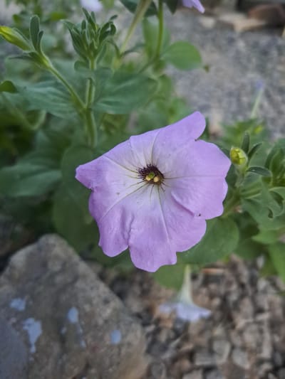 A close-up, eye-level, outdoor photograph captures a single, light purple petunia flower in full bloom, positioned slightly to the left of the frame's center. The flower's petals, a soft lavender hue, are delicate and slightly wrinkled, with faint darker lines radiating from the dark, reddish-brown center. The stamens within the center are a pale yellow-green. The flower is surrounded by lush green leaves, some of which are slightly out of focus. To the left of the flower, a rough, grey rock with some white paint splatters is visible. In the background, the ground is covered with small, grey gravel, and hints of other greenery and a tiny yellow bud are present. The lighting suggests it is daytime, possibly late afternoon given the soft light. The scene is likely located in a garden or park area within the city of Vypasne, Ukraine. No people or animals are present in the image.