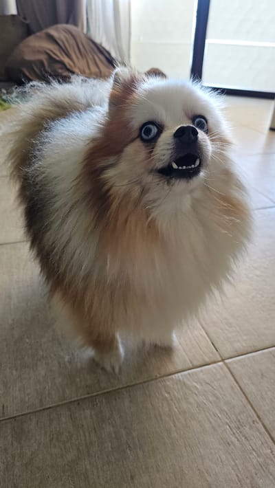 A fluffy Pomeranian dog with striking blue eyes and a surprised expression stands on a tiled floor. The dog has white and brown fur, with distinct brown markings around its eyes and on its back. Its mouth is open, revealing small white teeth. In the background, a brown blanket or cushion is visible on what appears to be a couch, and a brightly lit window or glass door is present. The setting suggests an indoor environment, possibly a home. There is no information or visual evidence to suggest the location is Baan Chaweng, Thailand.