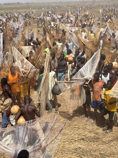 In Kokani North, Nigeria, a vast open-air scene depicts hundreds of adult males engaged in a communal fishing event on a dry, straw-covered plain, likely a seasonal riverbed or lakebed. Participants, predominantly of African descent, are dispersed across the entire visible landscape. Many are bare-chested or clad in light attire, including sleeveless shirts, t-shirts, and some traditional robes. Each individual or small group is equipped with large, conical or triangular fishing nets constructed from mesh material and wooden or cane frames, many of which are held upright. Numerous light-colored, spherical gourds or calabashes are carried by various individuals, and at least one dark bucket is visible. The crowd is densely packed in the foreground and mid-ground, thinning towards a hazy horizon. Participants are actively walking, standing, and maneuvering through the environment, poised for or engaged in fishing activities.
