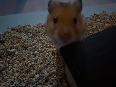 A hamster, with golden fur and dark eyes, is visible in the foreground of the image. It is positioned amongst a bed of light-colored bedding material, possibly wood shavings or shredded paper. The hamster appears to be looking towards the camera, with its paws resting on a dark, rectangular object that partially obscures the right side of the frame. The background consists of a lighter colored, smooth surface, possibly the interior of a hamster cage. The lighting in the image is dim, creating a somewhat shadowy atmosphere. The exact location in Kremenchuk, Ukraine, cannot be determined from the provided image.