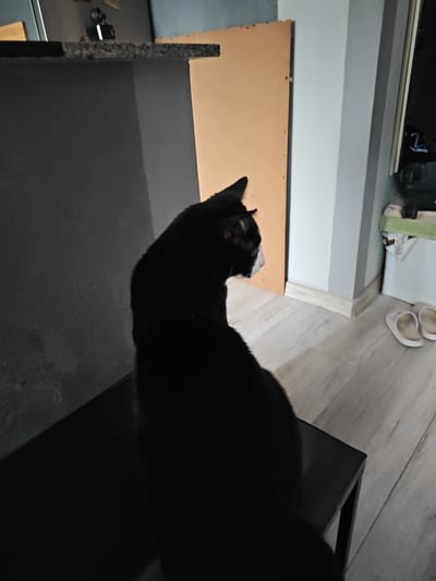 A black cat with a white face is perched on a dark surface, possibly a bench or stool, facing away from the camera. The cat is looking towards a doorway with a beige panel. The background features a gray wall with a subtle textured finish, a sliver of a granite countertop on the left, and light-colored wooden flooring. To the right, a white washing machine or similar appliance is visible, with a stack of items on top and a pair of white slippers on the floor in front of it. The scene appears to be indoors, possibly in a kitchen or hallway, and the lighting suggests it could be daytime. No text is visible in the image.