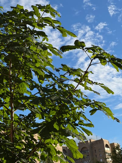 A close-up, low-angle shot captures the lush green leaves of a tree against a bright blue sky with scattered white clouds. The tree's branches, some with reddish-brown bark, extend into the frame, with the foliage obscuring a portion of the background. In the lower right of the image, a brick building with arched windows and a light-colored facade is partially visible, suggesting an urban setting. The scene appears to be from Pushkino, Russia, indicated by the architectural style of the building, which is characteristic of Soviet-era residential architecture commonly found in the area. There are no people or animals present in the image, and no specific actions are being depicted. The lighting suggests it is daytime, with sunlight filtering through the leaves.