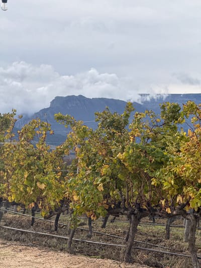 The image shows a vineyard with rows of grapevines in a partially defoliated state, suggesting it's autumn or late in the growing season. The vines are supported by a system of wires and posts. The foreground includes dry grass and gravelly soil. In the background, there's a view of mountains partially obscured by clouds, indicative of a variable weather condition. The scene is likely located in a wine-producing region near Cape Town, South Africa, known for its vineyards. There are no people visible.