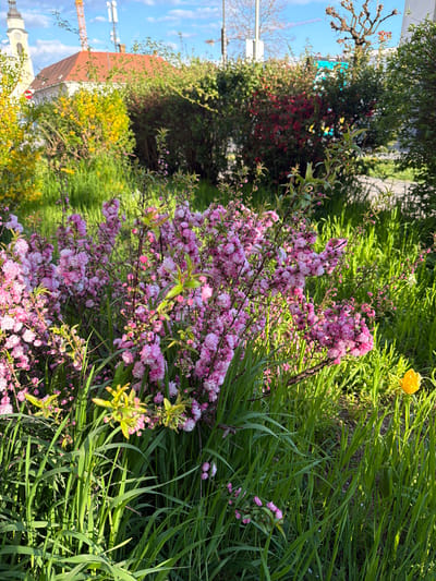 The image shows a garden scene, possibly in Ljubljana, Slovenia. A bush with light pink flowers dominates the foreground, surrounded by tall green grass. A single yellow flower is visible in the background. Behind the bush, there's more greenery, including trees and shrubs. In the distance, a building with a red-tiled roof and a white tower is visible against a blue sky with some clouds. There are no people depicted in this image.