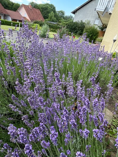 The image depicts a close-up view of a dense patch of blooming lavender flowers in Christerode, Germany. The purple flowers are in full bloom, with tall spikes of blossoms reaching upwards. The background reveals residential buildings with red-tiled roofs and a light-colored wall of a house, partially obscured by the lavender. Green foliage and trees are visible behind the buildings, suggesting a suburban or rural setting. The sky above is partly cloudy and blue. Several insects, including bees and a butterfly, are visible interacting with the lavender flowers, engaged in pollination. The scene appears to be an outdoor garden or yard.