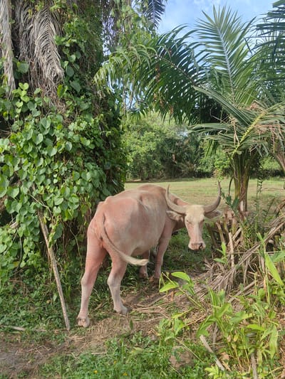A light-pink water buffalo stands in a grassy clearing surrounded by lush vegetation and palm trees, under a bright, partly cloudy sky. The buffalo is facing the camera, with its head turned slightly to the right. Its horns are curved upwards, and its eyes are looking forward. The animal has a somewhat wrinkled skin and its tail is visible, swishing behind it.
To the left of the buffalo, a large tree trunk is covered in thick green vines, with some dried palm fronds hanging from above. To the right, more palm trees and dried vegetation create a natural barrier. The background shows a dense line of trees and greenery, suggesting a tropical or subtropical environment. The ground is covered with grass, some dry leaves, and patches of dirt. The overall scene appears to be set in a rural area during the daytime, with good lighting indicating it is likely mid-morning or afternoon. No people or text are visible in the image. The setting, with the distinctive palm trees and vibrant green foliage, aligns with the provided location context of Baan Mae Nam, Thailand.