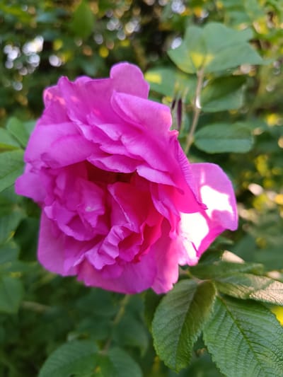 A close-up, eye-level shot features a vibrant pink rose in full bloom, its petals layered and ruffled, catching the sunlight. The rose is the central subject, positioned slightly to the left of the frame. Behind the flower, out-of-focus green leaves and soft, circular bokeh lights create a natural, garden-like background. The lighting suggests it is daytime, with the sun illuminating parts of the rose petals, creating bright highlights. The overall impression is one of natural beauty and tranquility. The image was captured in the city of Верея, Russia.