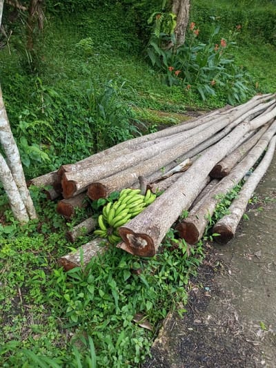 The scene, located in Hasanparthy mandal, India, depicts an outdoor environment primarily composed of natural elements and processed lumber. In the foreground and midground, a substantial pile of freshly cut, debarked logs is stacked horizontally. These logs vary in diameter and length, exhibiting light greyish-brown exteriors and darker brown heartwood at their visible cross-sections. A large, unripe bunch of green bananas rests atop one of the lower logs within the pile. To the left of the log pile, two slender tree trunks with pale bark stand vertically. The ground surrounding the logs and extending into the background is covered with dense, vibrant green vegetation, including various grasses, ferns, and broadleaf plants. In the background, additional trees and plants with reddish-orange flowers are visible. The lower right portion of the image shows a segment of a dark, damp concrete or compacted dirt path. No individuals or active interactions are present in the frame.