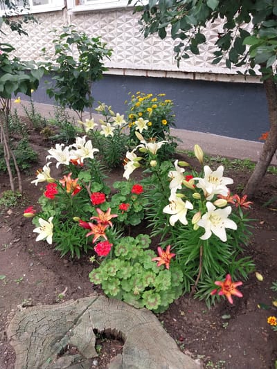 This image depicts a garden bed with a variety of flowering plants, including white lilies, orange and pink lilies, and small yellow flowers. Green foliage and a large tree stump are also visible. In the background, a dark blue brick wall and a white textured wall suggest an urban or semi-urban setting. The overall scene appears to be an outdoor garden, possibly in a residential area. The lighting suggests it is daytime, and the presence of blooming flowers indicates a warmer season, likely spring or summer. No people or specific activities are depicted. No visible text is present in the image. The location context is Orenburg, Russia.