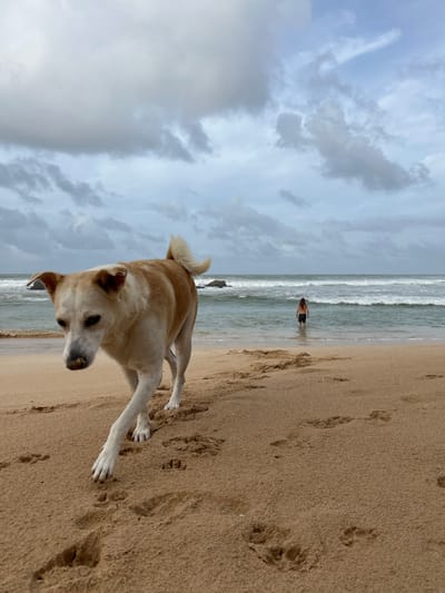 A tan and white dog is in the foreground, walking on a sandy beach towards the camera. The dog is looking down and to its left. In the background, a person is standing in the shallow ocean water. The ocean has waves and there are some rocks visible in the water. The sky is overcast with clouds. The image appears to have been taken in Midigama, Sri Lanka.