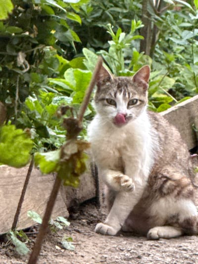 A brown and white cat is sitting on the ground outdoors, with green foliage in the background and some stone elements in the foreground. The cat is looking towards the viewer with its tongue sticking out slightly. The scene appears to be in a garden or a natural outdoor setting. There is no information in the image to indicate the location in the city of Kyustendil, Bulgaria.