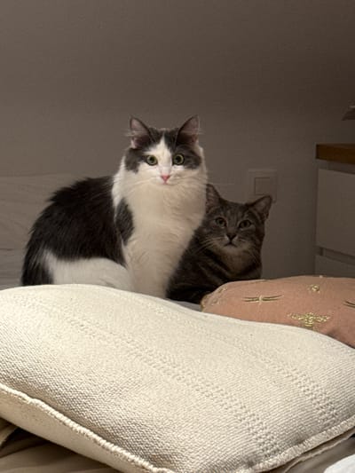 Two cats are seated on a bed. In the foreground, a large, fluffy grey and white cat is looking directly at the camera with wide, green eyes. Behind it and to the right, a smaller tabby cat with grey and black stripes is also looking at the camera. Both cats appear to be domestic shorthairs. The background is dimly lit and appears to be a bedroom. Two pillows are visible on the bed; one is a large, textured, cream-colored pillow in the foreground, and another, smaller pink pillow with gold embroidery of what appear to be dragonflies, is behind and to the right of the tabby cat. There is no indication of a city or specific location being depicted.