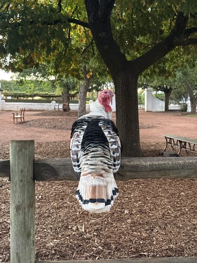 This portrait-oriented image captures a domestic turkey in an outdoor setting, likely in Drakenstein Nu, South Africa. The turkey, the primary subject, is positioned centrally, exhibiting distinctive white and black/dark brown patterned plumage on its body and tail, and a vibrant red head and neck. It appears to be standing or resting, with its body facing away from the viewer and its head turned to the left.

The ground beneath the turkey and extending into the background is covered in reddish-brown wood chips or mulch. Several large trees with dark trunks and green foliage dominate the left side and background of the image, suggesting a natural, park-like environment. A light-colored wooden fence or railing is visible directly behind the turkey. Further in the mid-ground, a metal park bench is situated under a tree, and in the distant background, low white walls or structures, possibly part of a building or enclosure, can be seen, along with another wooden bench. The lighting indicates it is daytime, with some areas under the trees appearing shaded. No specific activity is occurring, and no text is visible.