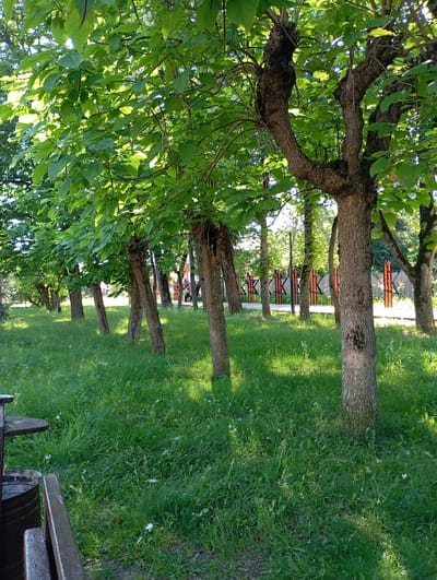 The image depicts a park in the city of Goryachiy Klyuch, Russia, characterized by a row of mature trees with lush green foliage lining a paved pathway. The trees have thick, textured bark and their branches extend overhead, creating a dappled canopy. The ground beneath the trees is covered in vibrant green grass with scattered small white wildflowers.
In the foreground on the left, a portion of a dark-colored park bench and a dark cylindrical object, possibly a trash receptacle, are visible. The pathway stretches into the background, where it is bordered by an orange and black decorative fence and interspersed with trees. A lamppost is visible along the pathway further in the distance. A person, dressed in light-colored clothing, is walking along the pathway in the middle ground. The overall scene suggests a well-maintained public green space during daylight hours, with the sunlight casting shadows through the leaves onto the grass.