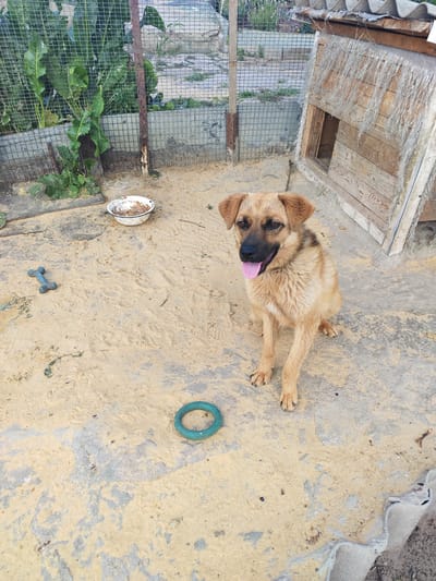 In Krutinskiy, Russia, a medium-sized, light brown dog with dark markings on its face sits outdoors in a sandy enclosure. The dog is panting with its tongue out, indicating it may be warm. Nearby, a white bowl containing remnants of food, a blue bone-shaped chew toy, and a green ring-shaped toy are scattered on the sandy ground. To the right of the dog is a simple wooden doghouse with a corrugated roof. In the background, a wire mesh fence encloses lush green plants, suggesting a natural or agricultural setting within the town. The overall scene depicts a dog in its living space, with its toys and food, in a rural or semi-rural environment.