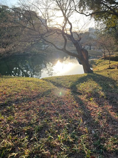 A sunlit waterside scene featuring trees with bare branches and sparse greenery on the bank. The water reflects the bright sunlight, creating a shimmering effect. The foreground shows grassy and patchy vegetation, possibly leaves, adding texture to the landscape. The angle presents a distorted perspective, highlighting the contrast between light and shadow.
