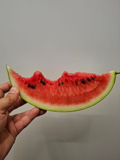 A close-up, eye-level shot shows a hand holding a slice of watermelon. The watermelon is bright red with black seeds scattered throughout the flesh, and a light green rind. The top edge of the watermelon has been bitten, revealing uneven edges. The hand is a light skin tone and is positioned to grip the rind. The background is a plain, light gray wall. The scene is indoors and appears to be a neutral, possibly domestic setting, not specific to Bratislava, Slovakia.