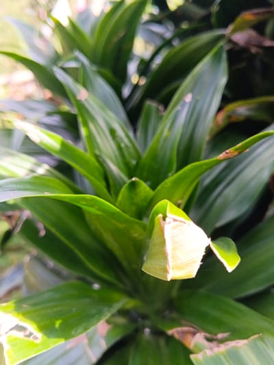 A lush, green plant dominates the frame. Its elongated, pointed leaves spiral upward, creating a sense of vertical growth. The leaves exhibit varying shades of green, with some displaying a slight yellowing or browning at their tips. One leaf in particular is folded over, revealing its pale interior and creating a geometric shape. The background is softly blurred, suggesting an outdoor setting with other plants.