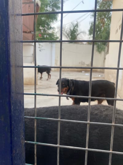 The image shows two Rottweiler dogs behind a metal fence. The dog in the foreground, largely out of focus, is black and tan and appears to be sniffing the ground. A second, smaller Rottweiler is visible in the background, also out of focus, with its tail raised. The scene appears to be an outdoor enclosure, possibly a yard or kennel, with a light-colored wall in the background and some greenery and trees visible beyond. The lighting suggests it is daytime. The overall impression is of a domestic setting in Giginyu, Nigeria.