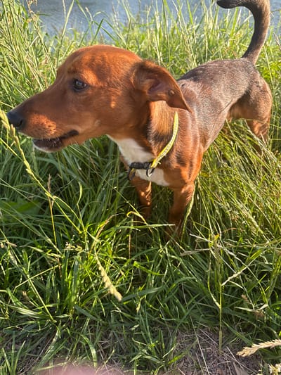 A medium-shot image shows a small, brown-and-tan dog with a white chest standing in tall green grass near a body of water. The dog is facing left, with its head slightly lowered as if sniffing the ground. Its ears are floppy, and it is wearing a bright yellow collar with black accents and a black leash attachment. The background is blurred, with the water and more grass visible. The lighting suggests it is daytime, likely late afternoon due to the warm glow. There are no people or other animals present in the frame. The scene appears to be outdoors in a natural setting. The exact location in Gatchina, Russia, is not specified within the image.