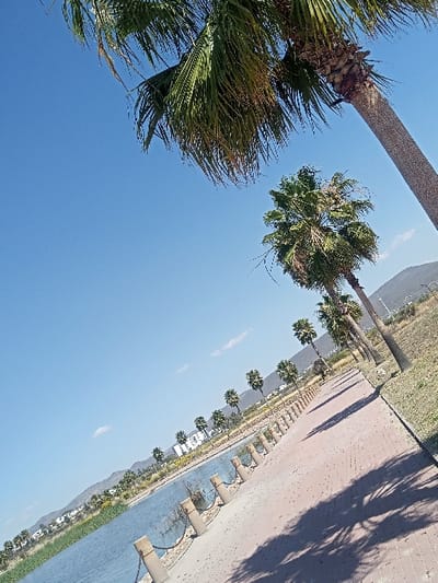 The image depicts an outdoor scene in La Venta, Mexico, under a clear blue sky with minimal white clouds. The perspective is low-angle, looking upward and along a pathway. In the upper foreground, two large palm trees with green and partially dried fronds are prominent. A reddish-brown paved pathway, marked by distinct shadows from overhead palm trees, extends diagonally into the mid-ground on the right. Parallel to the pathway on its left, a body of water is bordered by a series of concrete bollards linked by chains. Beyond the water, a line of smaller palm trees and green vegetation are visible, along with distant white structures and a mountain range under the horizon. No individuals or animals are present.