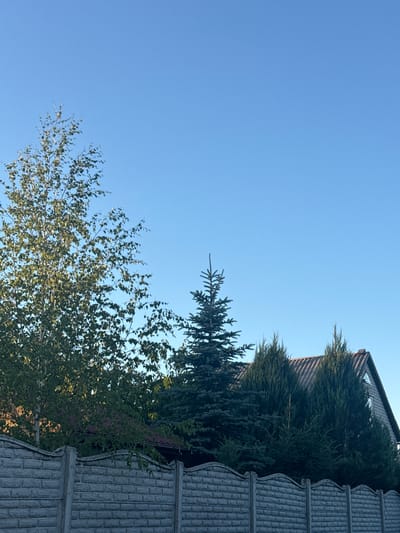 This image depicts a residential scene in Balivka, Ukraine, under a clear blue sky. A grey, modular concrete fence with a decorative, wavy top edge runs across the foreground, separating the viewer's perspective from the property. Behind the fence, various trees are visible, including a tall, leafy birch tree on the left, a conical evergreen tree in the middle, and several other evergreen trees forming a dense line on the right. A portion of a house with a dark-colored, sloped roof and light-colored siding is partially obscured by the trees. The overall impression is one of a suburban or rural setting on a bright, sunny day.