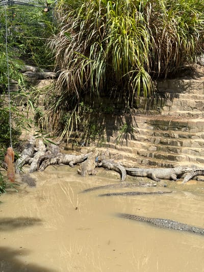 A group of crocodiles are gathered in a muddy enclosure with a brick wall in the background. Some of the crocodiles are basking on the bank, while others are submerged in the water. There is a piece of meat hanging from a string on the left side of the image, presumably to feed the crocodiles. The enclosure appears to be part of a tourist attraction or zoo in Định An, Vietnam. The environment is sunny and tropical, with lush vegetation growing on the wall and around the enclosure.