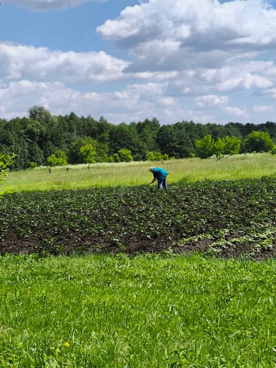 A person wearing a blue shirt and dark pants is seen working in a field of young plants, possibly vegetables, in Ильмино, Russia. The person is bent over, facing away from the camera, and appears to be tending to the plants with a tool. The field is on a slight incline, with dark soil and rows of green seedlings. Beyond the field, there is a strip of green grass and a line of trees forming the horizon. Above, a blue sky with scattered white clouds completes the scene. The overall impression is one of agricultural work in a rural setting.