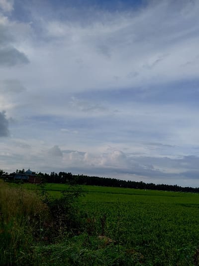 The scene depicts a rural landscape in Mns Alue, Indonesia, under a sky with extensive grey and white cloud cover and visible patches of light blue. In the immediate foreground on the left, uncultivated vegetation comprising tall dry grasses and dark green shrubbery is present. The midground features vast, vibrant green agricultural fields, consistent with rice paddies, extending horizontally and receding into the distance. In the far left background, a building complex includes a structure identifiable as a mosque, distinguished by a light blue dome and a minaret, partially obscured by surrounding foliage and other structures. A dense, dark green treeline forms a horizontal band across the distant background, bordering the agricultural fields. No human subjects, specific actions, or interactions are depicted.