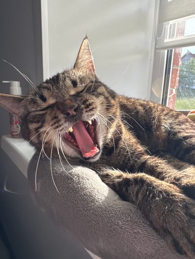 A tabby cat with its mouth wide open in a yawn is lying on a soft, grey cushion next to a window. The cat's eyes are closed, and its tongue is extended. Sunlight streams in from the window, illuminating the cat's fur. A bottle of lotion is visible on the windowsill behind the cat. The background shows a blurred view of buildings and trees outside the window. The image appears to have been taken indoors, likely in a residential setting. The city of Chernushka, Russia is not depicted in this image.