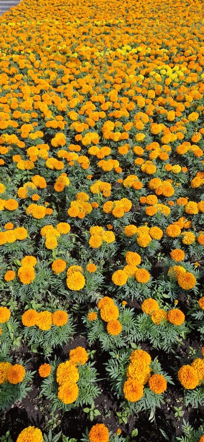 A large field of orange marigold flowers is densely planted, with some yellow marigolds interspersed throughout the field. The flowers are in full bloom and appear healthy, with green foliage visible between the blooms. The ground beneath the flowers is dark soil, with some small weeds and debris. The image is taken from a high angle, looking down on the field of flowers. There are no people or man-made structures visible in the image. The field is likely in a park or garden setting. This image was taken in the city of Miass, Russia.