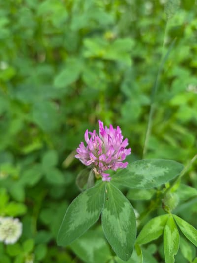 A close-up shot shows a single, vibrant pink clover flower in focus, set against a blurred background of green foliage. The clover's head is a cluster of small, delicate petals, some of which are unfurling. Three large, spade-shaped green leaves, each with a lighter green, almost silvery, V-shaped marking, support the flower. The leaves are slightly fuzzy in appearance. In the bottom left corner of the frame, a blurry, white, spherical flower is visible, also surrounded by green clover leaves. The overall impression is one of a lush, natural setting, likely a field or meadow. The image was captured in the city of Nyagan, Russia, where such common wildflowers would be found in its green spaces and natural areas.
