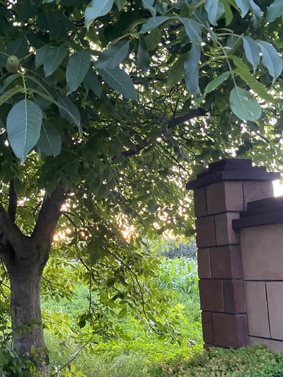 The image depicts a sun-dappled scene with lush green foliage from a tree, likely a walnut tree given the presence of a small, unripe nut visible on a branch. The sun's rays filter through the leaves, creating a soft, diffused light. In the foreground, a portion of a stone structure, possibly a pillar or part of a fence, is visible on the right. Beyond the tree and foliage, there is a glimpse of a field with tall green plants, which appear to be corn stalks, suggesting a rural or semi-rural setting. The environment is serene and natural, with an emphasis on the interplay of light and shadow within the dense greenery. The scene is devoid of any human presence or activity. The location is specified as Koroviia, Ukraine.