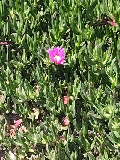 A close-up, high-angle shot shows a vibrant pink flower with a yellow center blooming amidst a dense ground cover of succulent, green, triangular leaves. The foliage appears to be a type of ice plant, common in coastal and arid regions. The leaves are fleshy and pointed, with some exhibiting a reddish-purple hue, particularly at the tips. The background is filled with the textured pattern of the leaves, creating a lush and somewhat wild appearance. The scene suggests a natural or semi-natural environment, possibly a garden or a roadside planting in Kiryat Yam, Israel, a coastal city known for its Mediterranean climate. No people or animals are visible. The lighting suggests it is daytime, with sunlight casting subtle shadows and highlighting the textures of the plants.
