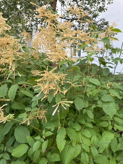 The image displays a close-up view of green foliage and delicate, feathery, light-brown flower plumes. The plants are densely packed, with numerous green leaves, many of which are compound and serrated along the edges. The flower plumes appear to be in the process of drying or are past their peak bloom, with a wispy, almost airy texture.

The scene is dominated by the natural elements of the plants. The lighting suggests it might be daytime, but the overcast sky, visible in the upper left background, indicates cloudy weather. The background is a blur of green and some lighter areas, possibly indicating other vegetation or structures, but is out of focus.

There are no people, objects, or discernible text visible in the image. The focus is solely on the botanical details of the plants, showcasing their textures and forms. The image conveys a sense of natural growth and the subtle beauty of late-blooming or fading flowers. The location context of Höhenkirchen-Siegertsbrunn, Germany, suggests this is an outdoor scene in a European setting.