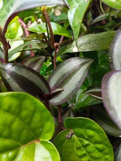 A close-up captures a variety of lush green and purple-striped leaves. Some appear wet, adorned with water droplets. A small insect rests on a vibrant green leaf in the foreground. The scene is brightly lit and focused, highlighting the textures and vibrant colors of the plant life. The leaves overlap and intertwine, creating a dense, vibrant composition.